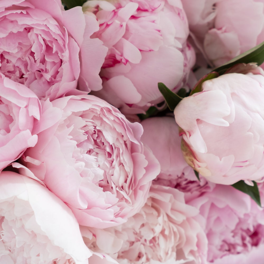 Парфумована аромаолія для свічок Velvet Peony