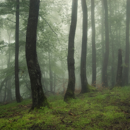 Парфумована аромаолія для свічок Moss Symphony